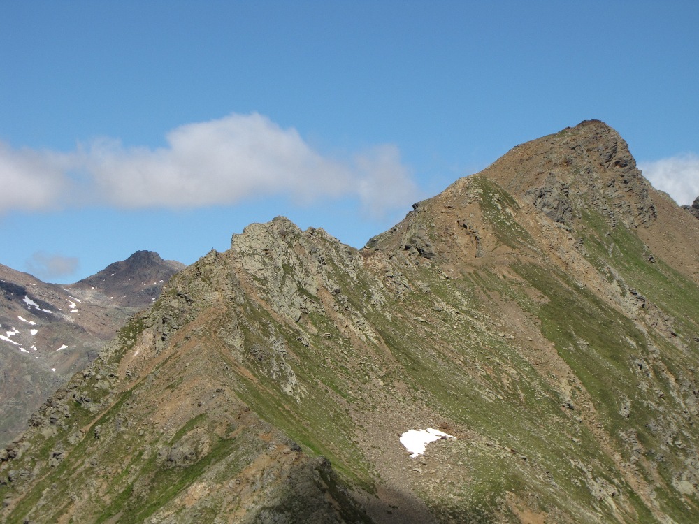 Oxytropis halleri  / Astragalo di Haller